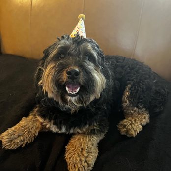 Houndbound NYC - Happy Birthday Frankie! - Pet Sitting Near Me