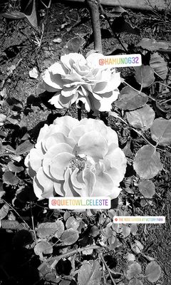 Rose Garden at Victory Park by null