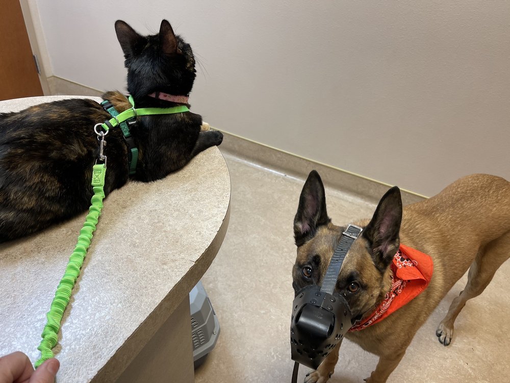 MERIDIAN VETERINARY HOSPITAL Updated October 2024 31 Photos & 19 Reviews 421 W Franklin Rd