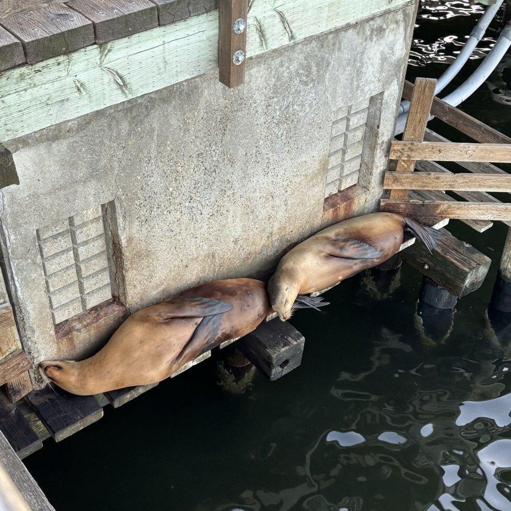 Mersea's - Cute friends on the pier! - Bars Near Me - Avila Beach, California