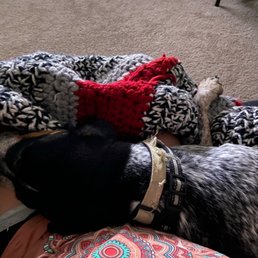 Dog home and safe Dog home and safe