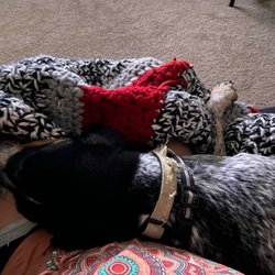 Jimmy John's - Dog home and safe