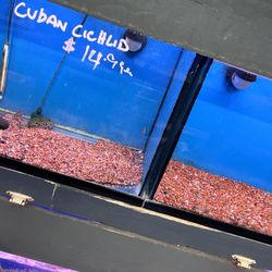 Xtreme Fish & Pets - Lots of empty tanks
