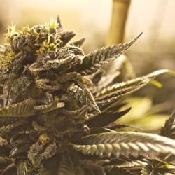 Terpene Station - Flowering God Bud