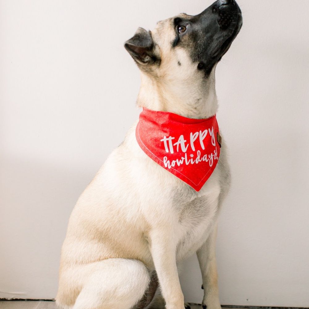 The Salty Dog Studio - Pet Photography Near Me - Costa Mesa, California