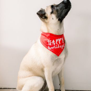 The Salty Dog Studio - Pet Photography Near Me - Costa Mesa, California