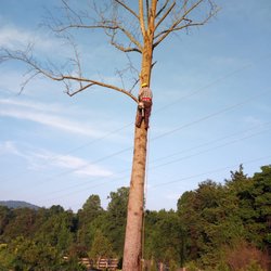Vazquez Landscaping & Tree Services