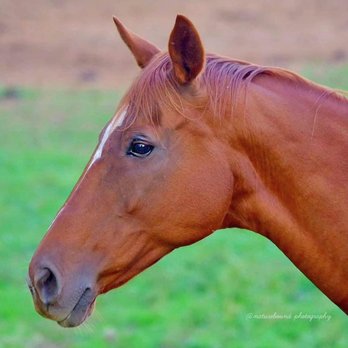 Windmill Farm - Horseback Riding Near Me - Highland, Michigan