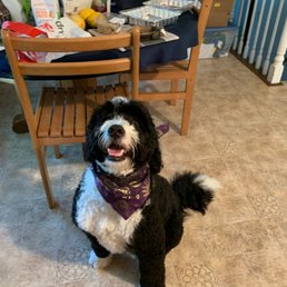 Dog after a beautiful groom Dog after a beautiful groom
