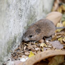Doctor Gopher - Rodent Control Services