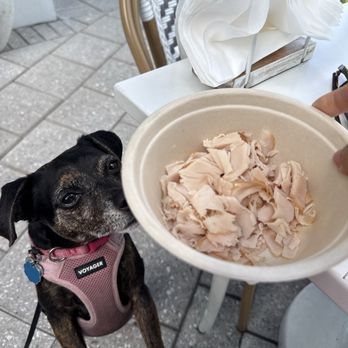 Mr Baguette - $4 Side of turkey for my pup - Cafes Near Me - Miami Beach, Florida Mr Baguette - $4 Side of turkey for my pup - Cafes Near Me - Miami Beach, Florida