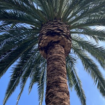 The Tree Man - Nice shaping of the trunk. - Tree Services Near Me - Salinas, California The Tree Man - Nice shaping of the trunk. - Tree Services Near Me - Salinas, California