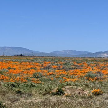 Neenach Market and Gas - poppies - Grocery Near Me - Lancaster, California Neenach Market and Gas - poppies - Grocery Near Me - Lancaster, California