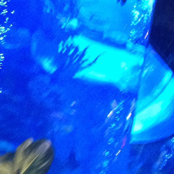 Rainforest Cafe - That's a lot of fish - American Near Me - Galveston, Texas Rainforest Cafe - That's a lot of fish - American Near Me - Galveston, Texas