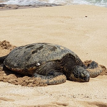 Papa'iloa Beach - Turtle - Beaches Near Me
