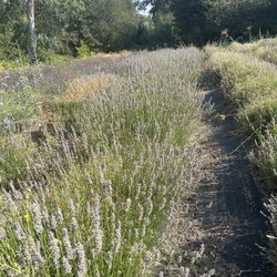 Heirloom Acres Farm - Lavender field!