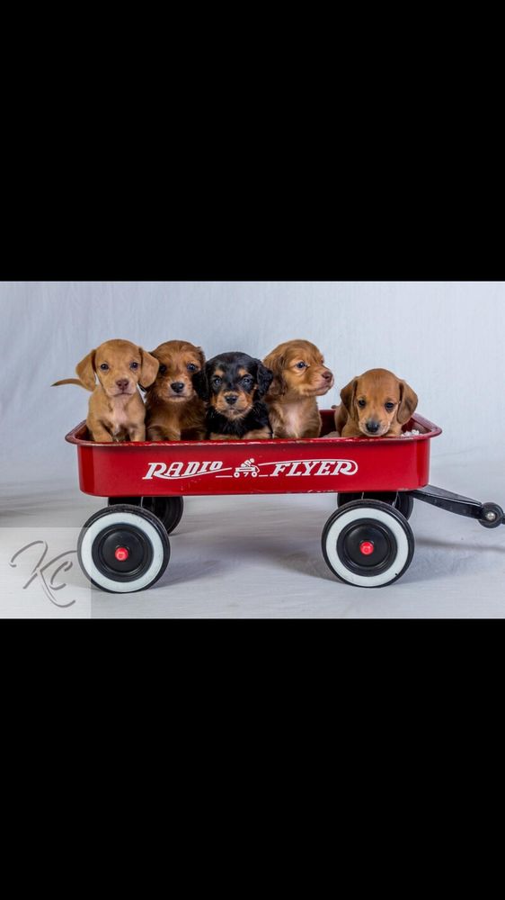 MDDOXIE Updated September 2024 Greeley, Greeley, Colorado Animal