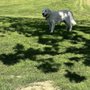 Photo of Classy Canine Mobile Spaw