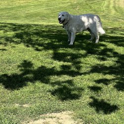 Classy Canine Mobile Spaw - George post-groom in the shade. Look how nice his tail looks!