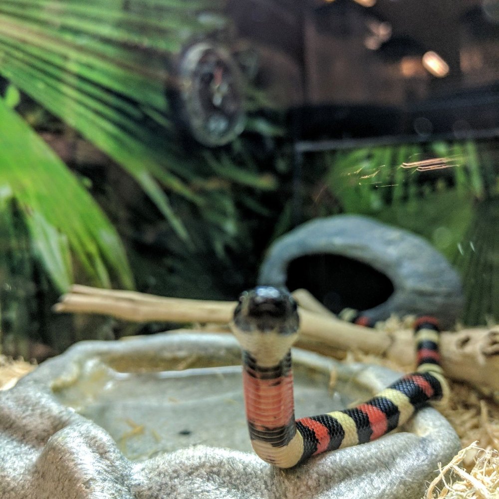 PetSmart - Pet Training Near Me - Rosemead, California PetSmart - Pet Training Near Me - Rosemead, California