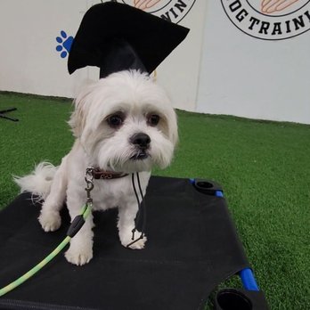 K9 Culture Dog Training - K-9 culture dog training - Pet Training Near Me