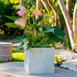 The Plant and Pot - White marble orchid pot