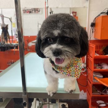 Orange Grooming - Pet Groomers Near Me - Miami, Florida