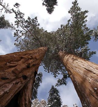 Sequoia & Kings Canyon National Parks by null Sequoia & Kings Canyon National Parks by null