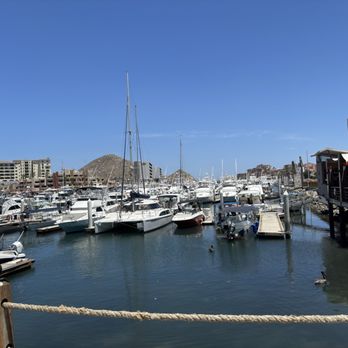 Vibrant - Seafood Near Me - Cabo San Lucas, BCS Vibrant - Seafood Near Me - Cabo San Lucas, BCS