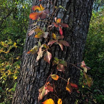 St. Croix State Park - The early signs of fall in late Sept - Parks Near Me - Hinckley, Minnesota St. Croix State Park - The early signs of fall in late Sept - Parks Near Me - Hinckley, Minnesota