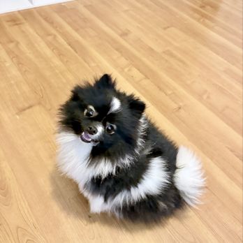 Vanity Fur Menifee - Before - Pet Groomers Near Me Vanity Fur Menifee - Before - Pet Groomers Near Me