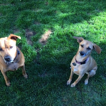 K9pdx - Dog Walkers Near Me - Portland, Oregon
