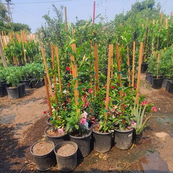 Compton Nursery & Florist - Florists Near Me - Compton, California