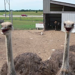 Glacier Ridge Animal Farm - Ostriches