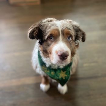 A Paw Spa - My dog Billy after his Christmas groom! - Pet Groomers Near Me - Littleton, Colorado