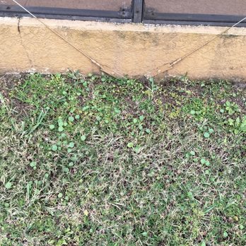 Your Green Team - Pest Control Near Me - Plant City, Florida Your Green Team - Pest Control Near Me - Plant City, Florida