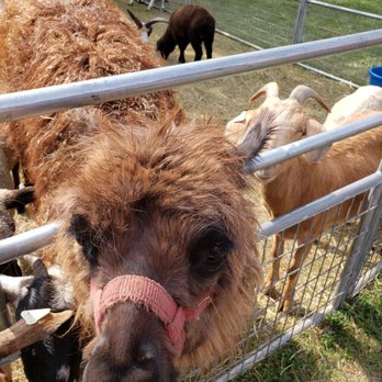 Lenawee County Fairgrounds - The feeding area at the Lenawee county fair had llamas - Venues & Event Spaces Near Me - Adrian, Michigan