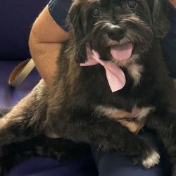 Academy of Animal Arts - Beautiful princess