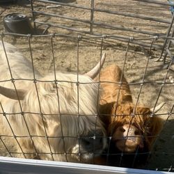 Sweet Magnolia's Pet Resort & Spa - Ellie and Cricket!!