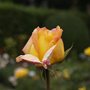 Photo of Rosengarten