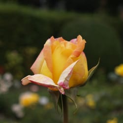 Rosengarten