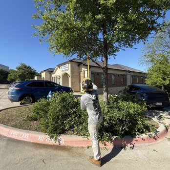 Tree M.D.'s - Tree Services Near Me - McKinney, Texas Tree M.D.'s - Tree Services Near Me - McKinney, Texas