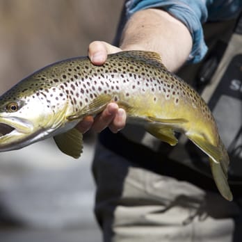 Maher's Fly Fishing Guide Service - Truckee River Brown Trout - Fishing Near Me Maher's Fly Fishing Guide Service - Truckee River Brown Trout - Fishing Near Me