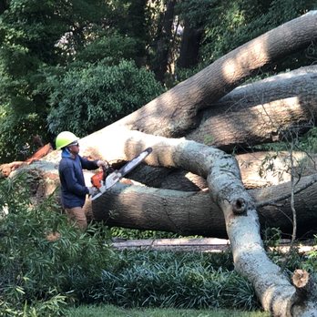 Blue Ridge Tree Experts - Removing and cutting up this piece of red rope that has fallen off of a large tree in the neighborhood in Fredericksburg Virginia - Tree Services Near Me
