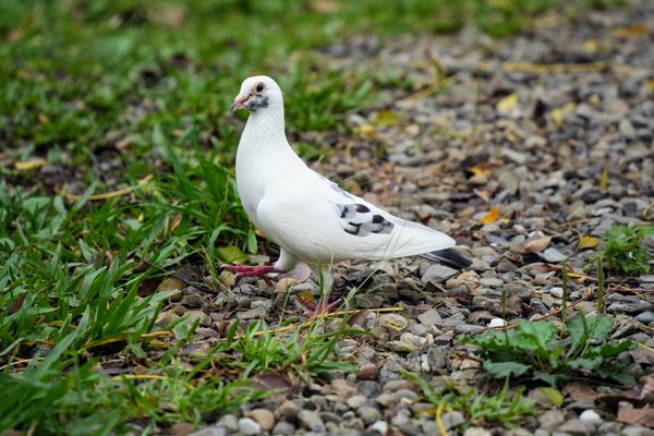 Daan Forest Park by null