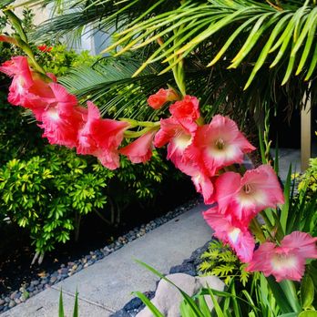Humphreys Half Moon Inn - Gladiolus - Hotels Near Me - San Diego, California Humphreys Half Moon Inn - Gladiolus - Hotels Near Me - San Diego, California