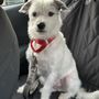 East Coast Canine Rescue