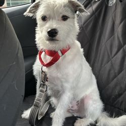 East Coast Canine Rescue