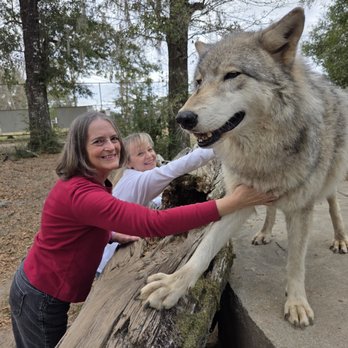 Seacrest Wolf Preserve - Wolf encounters - Zoos Near Me - Chipley, Florida Seacrest Wolf Preserve - Wolf encounters - Zoos Near Me - Chipley, Florida