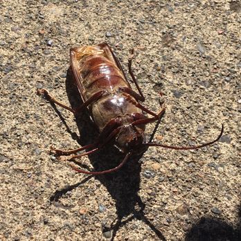 The Killers - Newport - Not a cockroach thank goodness. A beetle from the woods that the cats decided to bring home - Pest Control Near Me - Newport, Oregon The Killers - Newport - Not a cockroach thank goodness. A beetle from the woods that the cats decided to bring home - Pest Control Near Me - Newport, Oregon